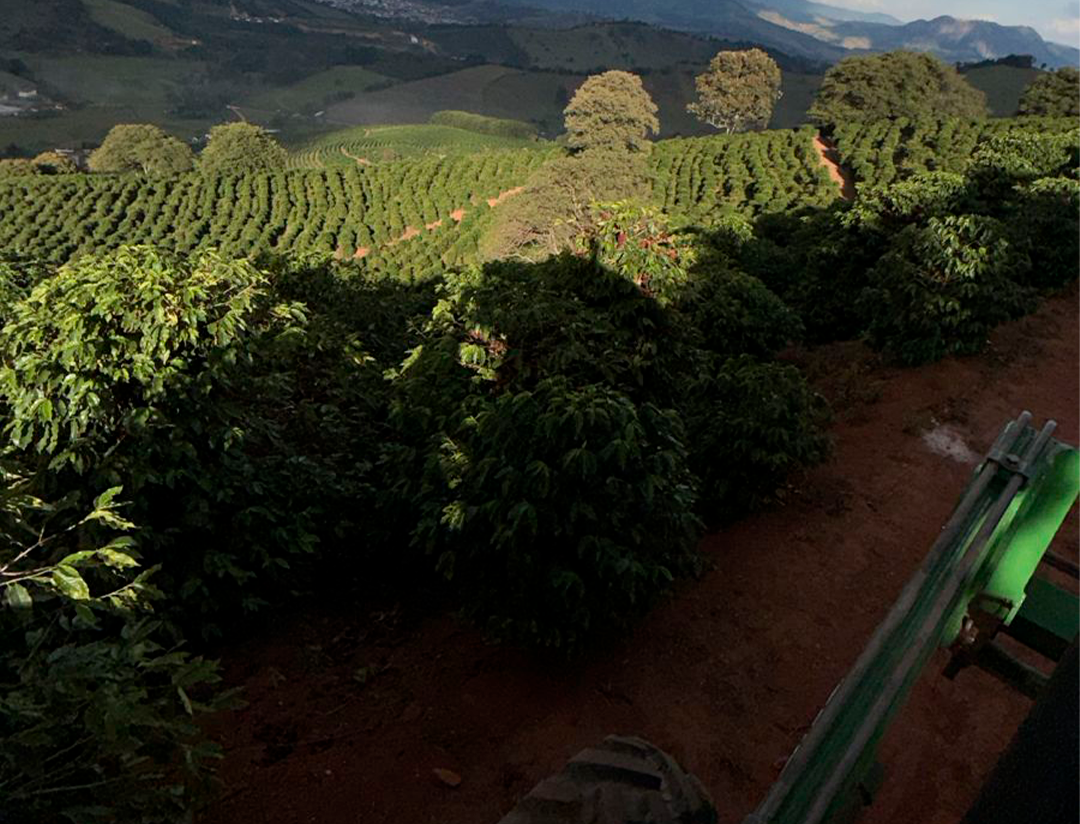 Lavoura de café Catuaí Vermelho com terra vermelha
